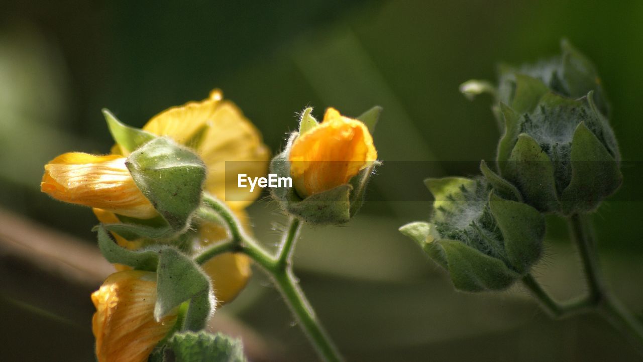 Close-up of yellow flowers