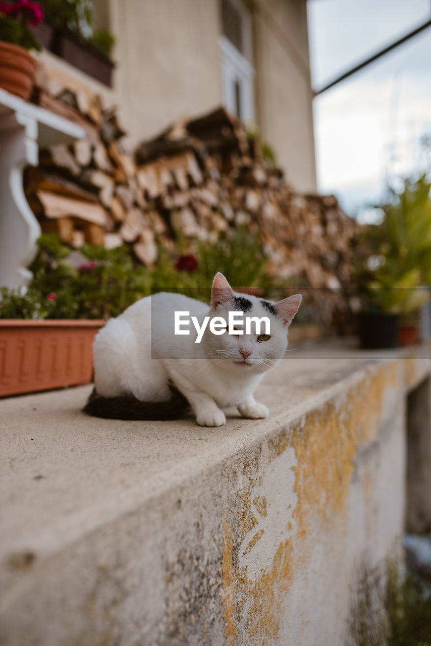 WHITE CAT LYING ON RETAINING WALL