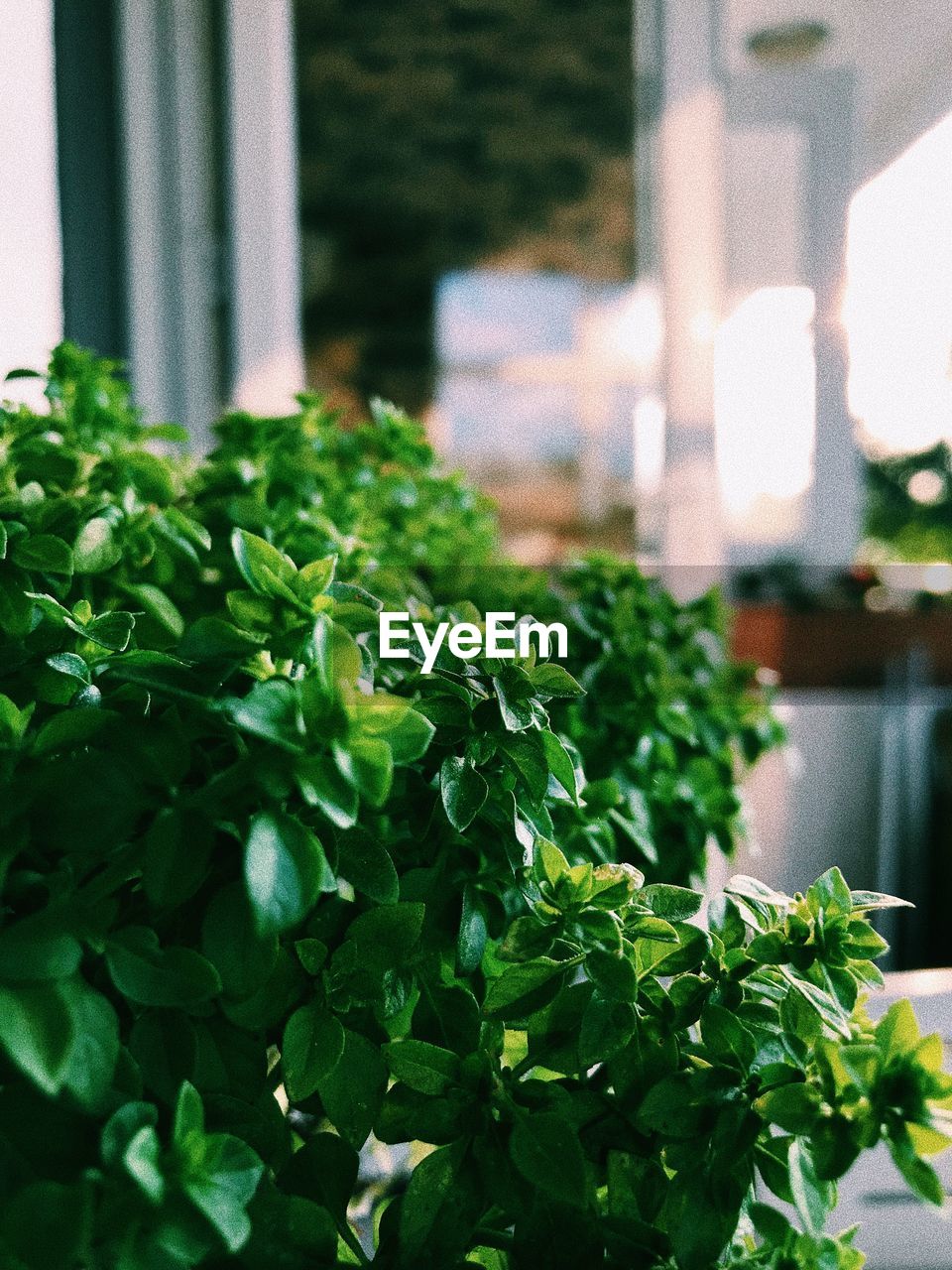 CLOSE-UP OF FRESH GREEN PLANTS