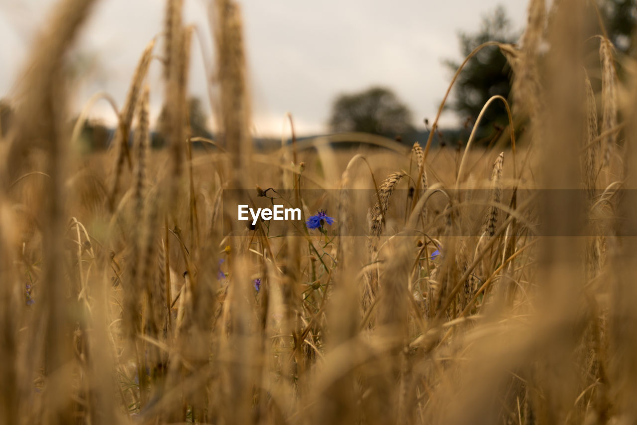 Close-up of wheat growing on field