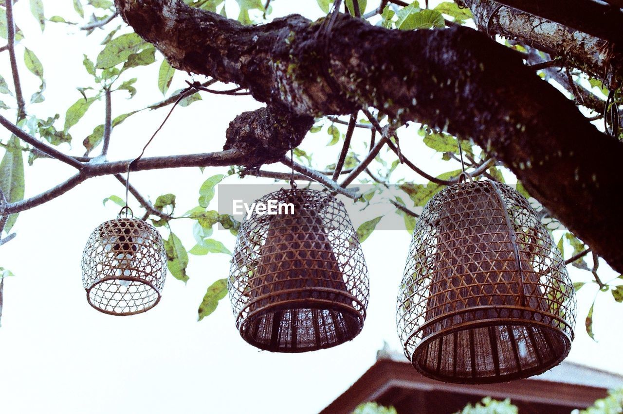 Low angle view of lanterns hanging on tree branches against clear sky