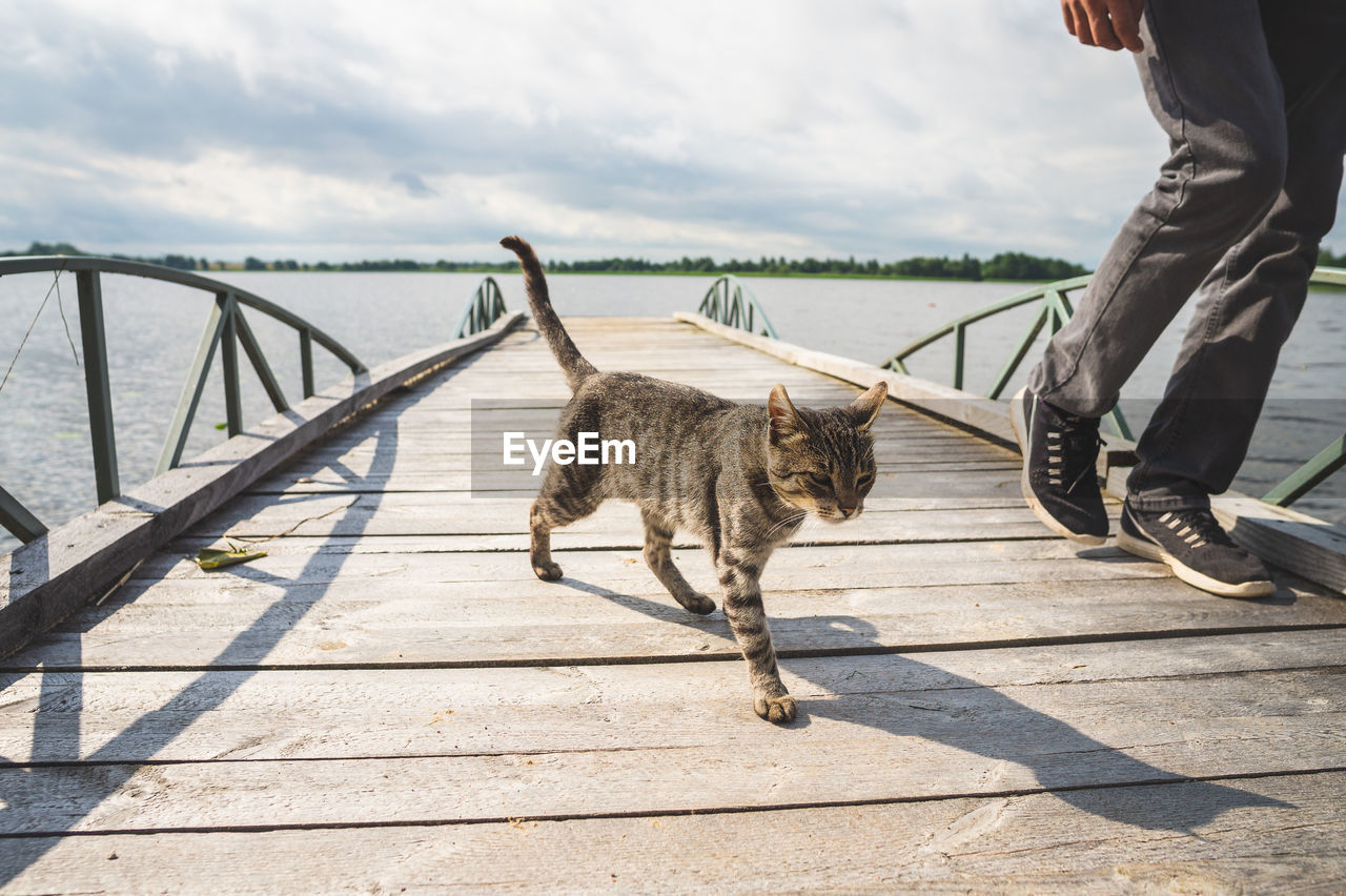 Gray tabby cat goes on the pier near the legs of a man