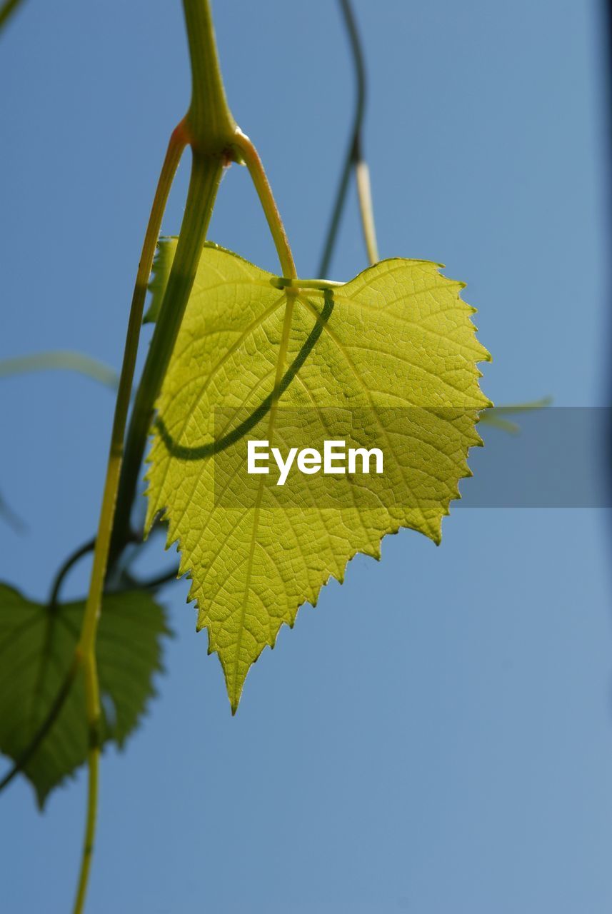 Close-up of yellow maple leaf against clear sky