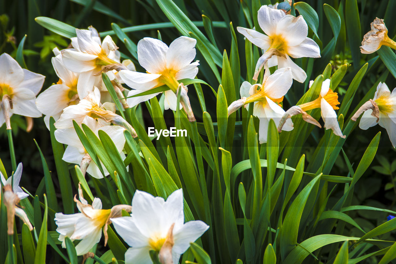 Close-up of white flowers