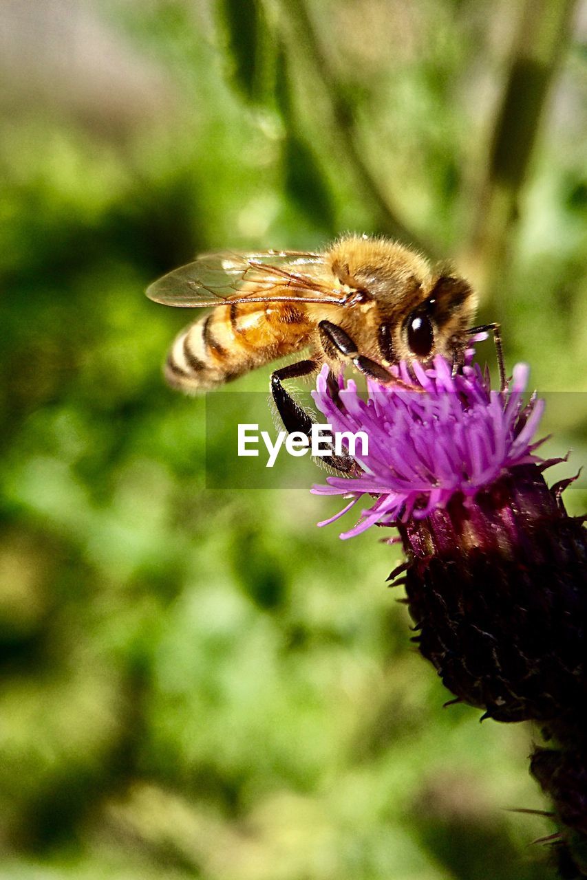 Close-up of bee pollinating on purple flower