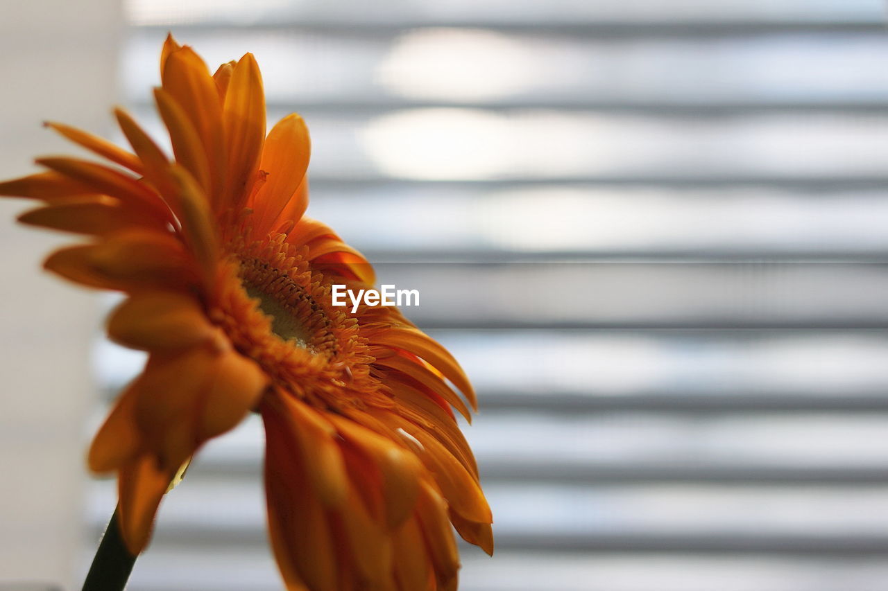 CLOSE-UP OF ORANGE FLOWERING PLANT