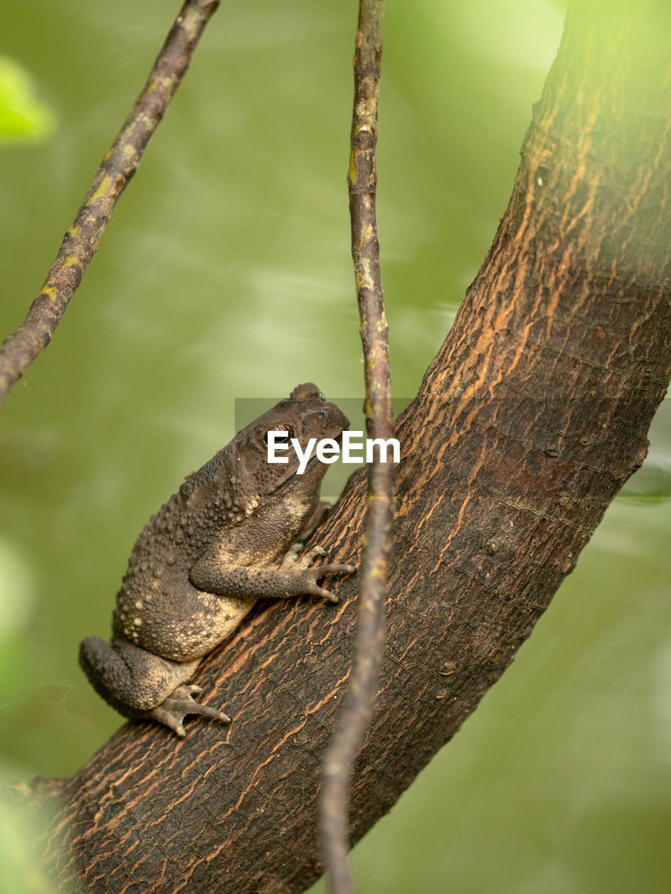 CLOSE-UP OF A LIZARD ON TREE