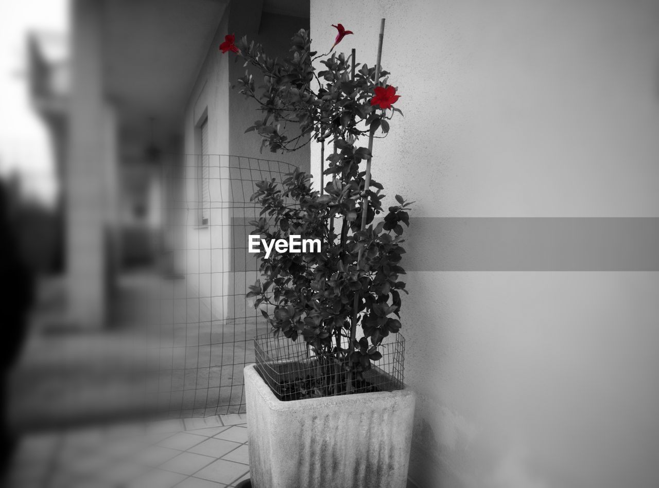 CLOSE-UP OF POTTED PLANTS