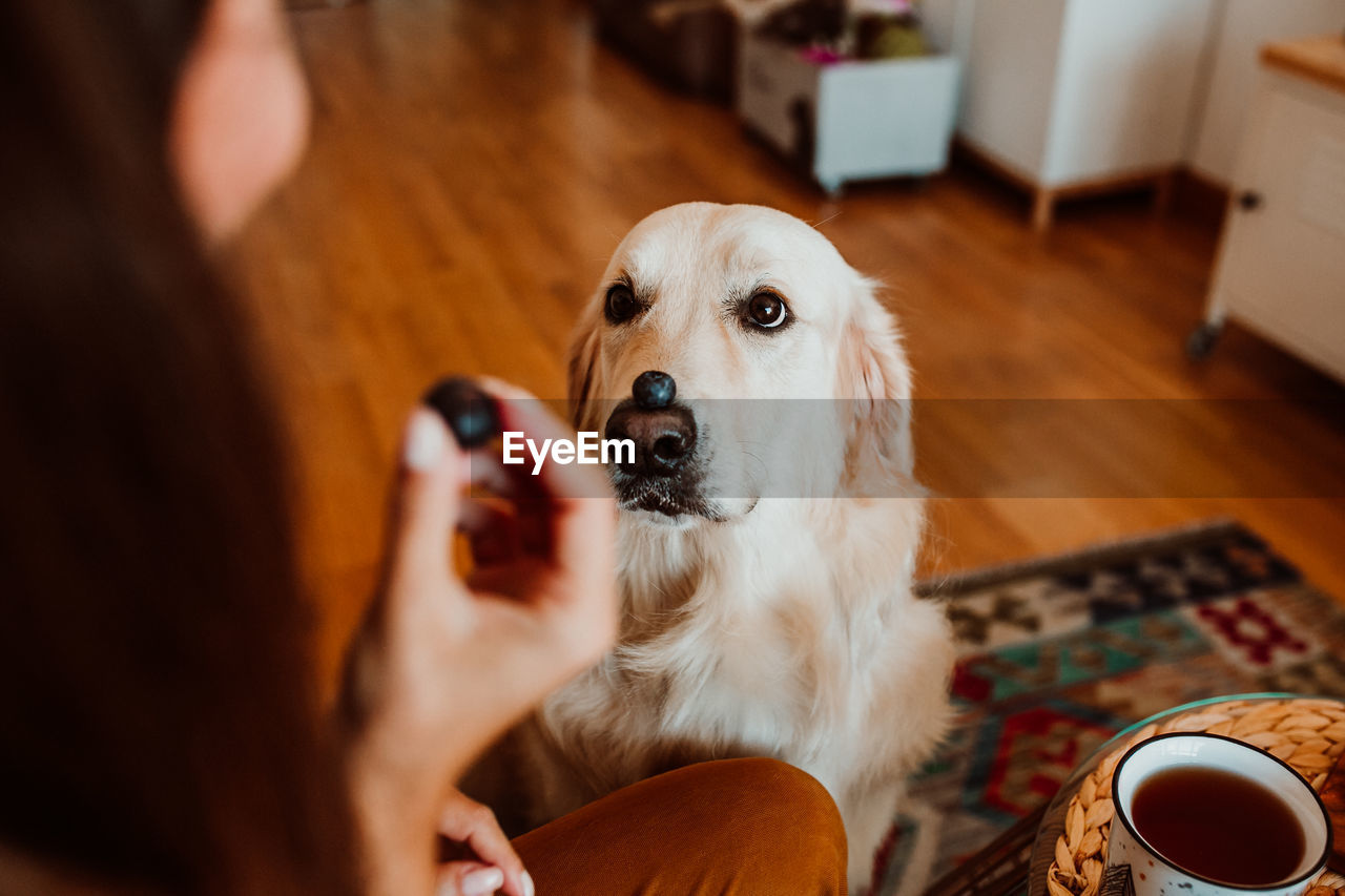 High angle view of dog looking at woman eating blueberry