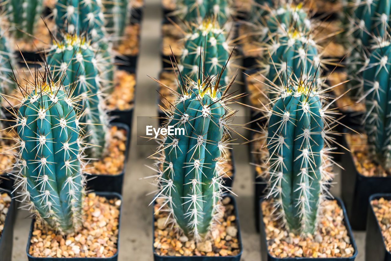 cactus, succulent plant, thorn, plant, growth, nature, no people, beauty in nature, spiked, sharp, green, potted plant, close-up, outdoors, sign, communication, day, full frame, flower, backgrounds, san pedro cactus, focus on foreground, warning sign, barrel cactus, botany, land