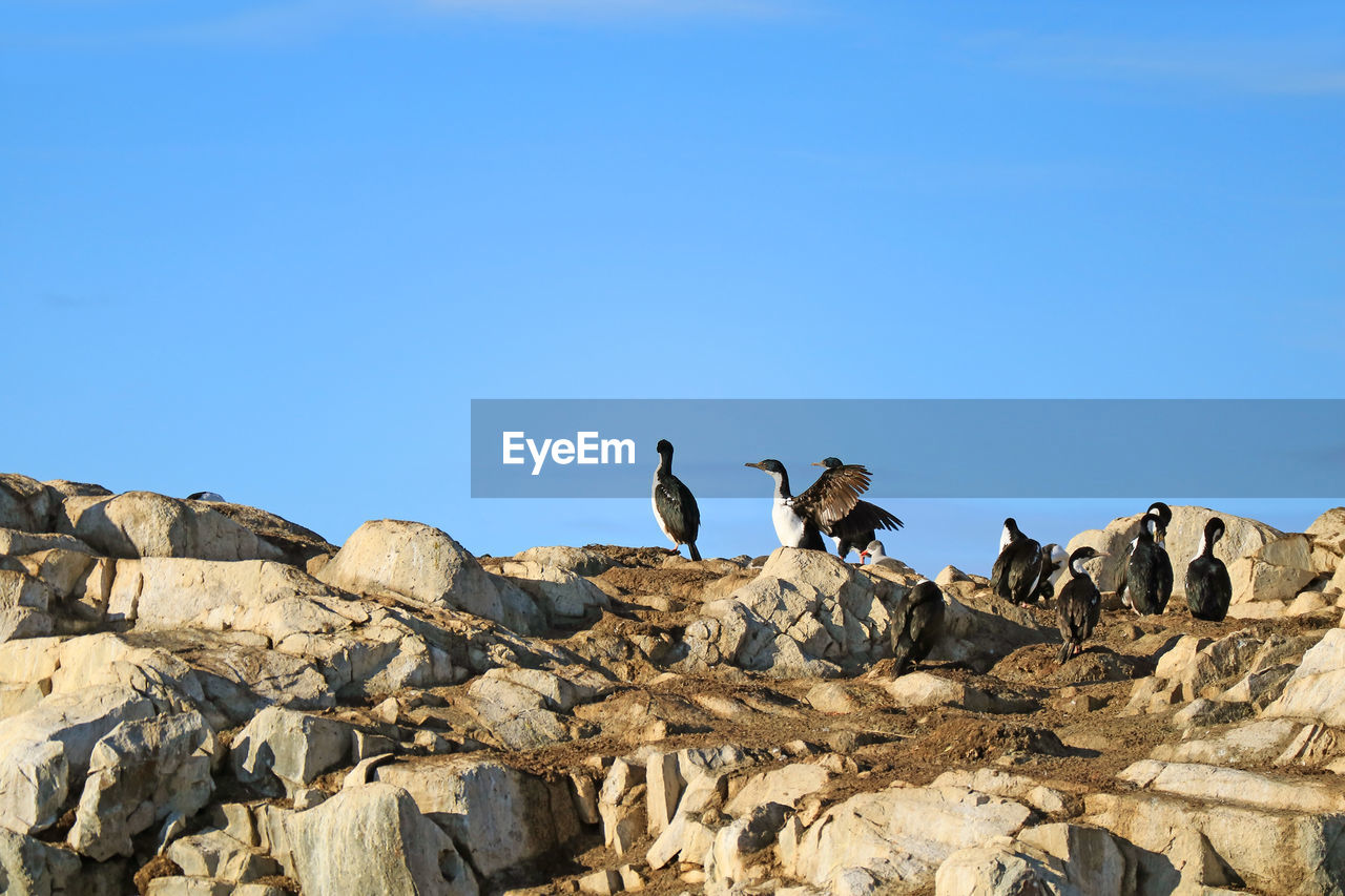 Wing-drying behavior of cormorant birds, rocky island in beagle channel, ushuaia, argentina