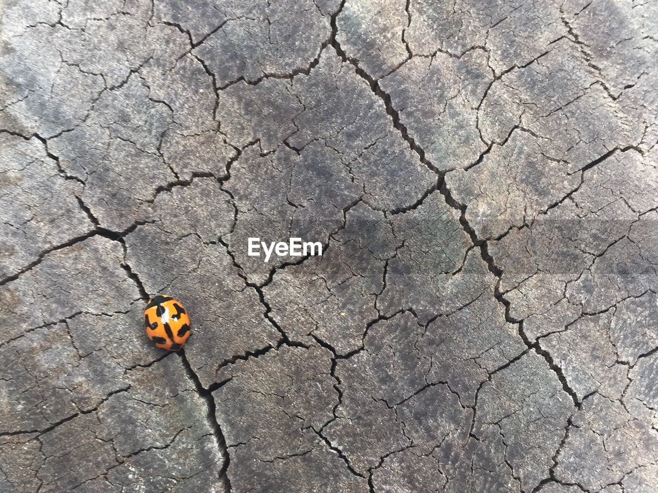 High angle view of bug on cracked field