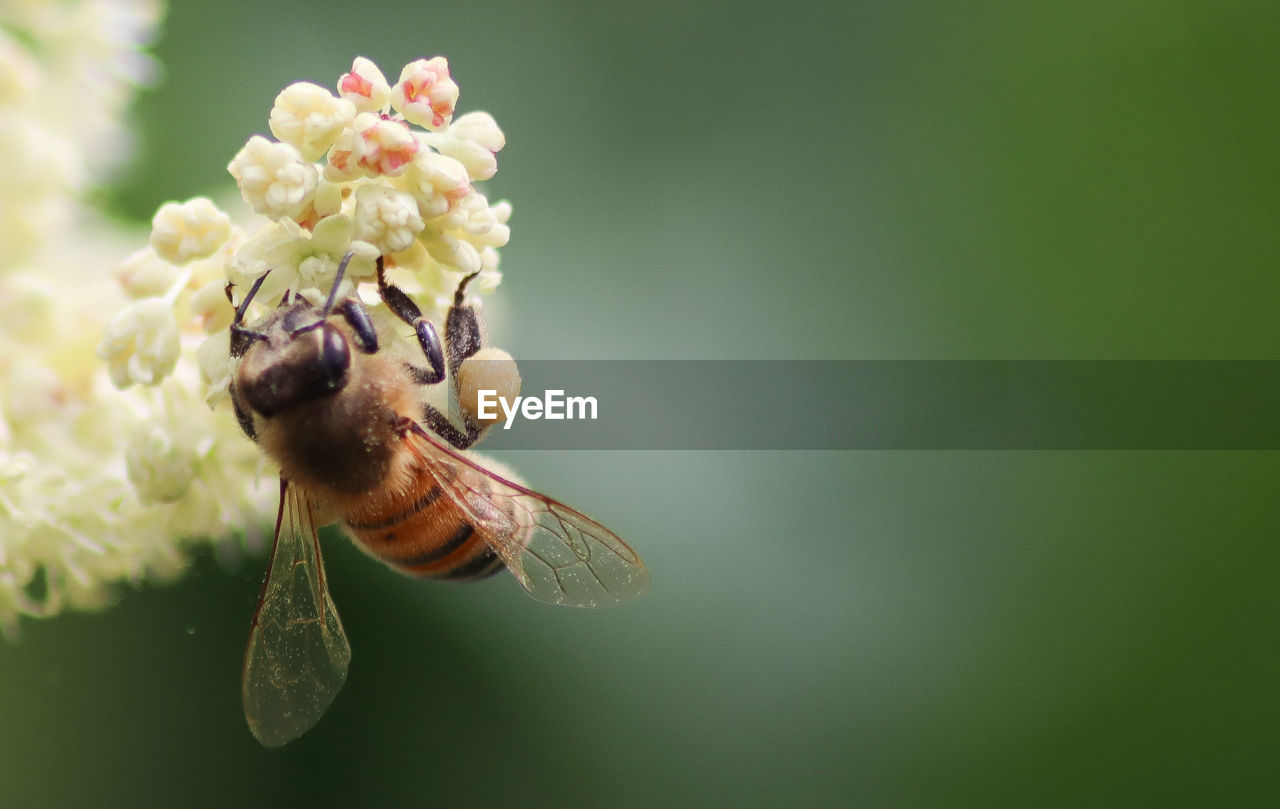 Close-up of insect on flower