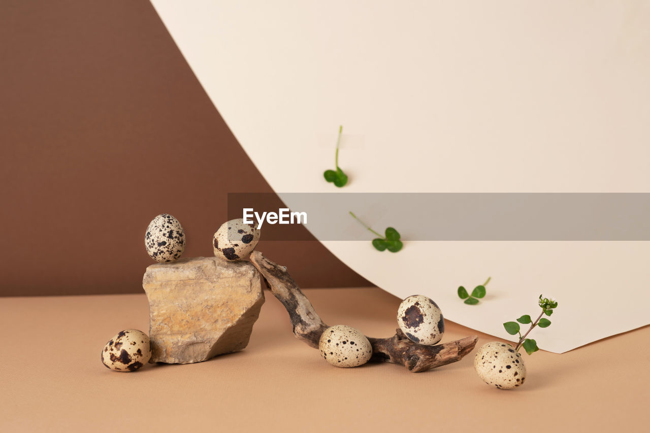 Quail eggs are rolled from a stone onto a wooden stick on a paper pastel background. 