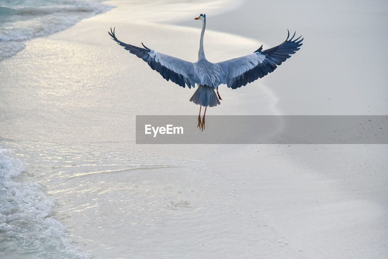 BIRDS FLYING OVER BEACH