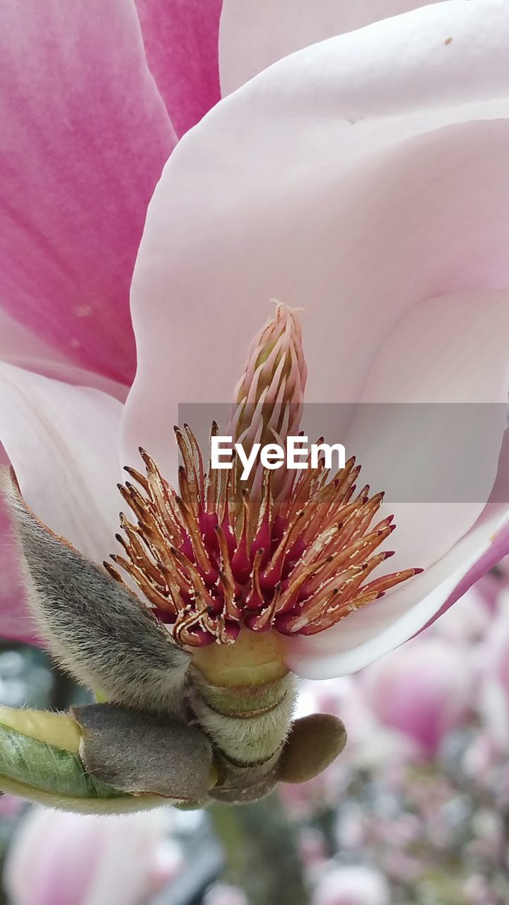 CLOSE-UP OF PINK FLOWERS