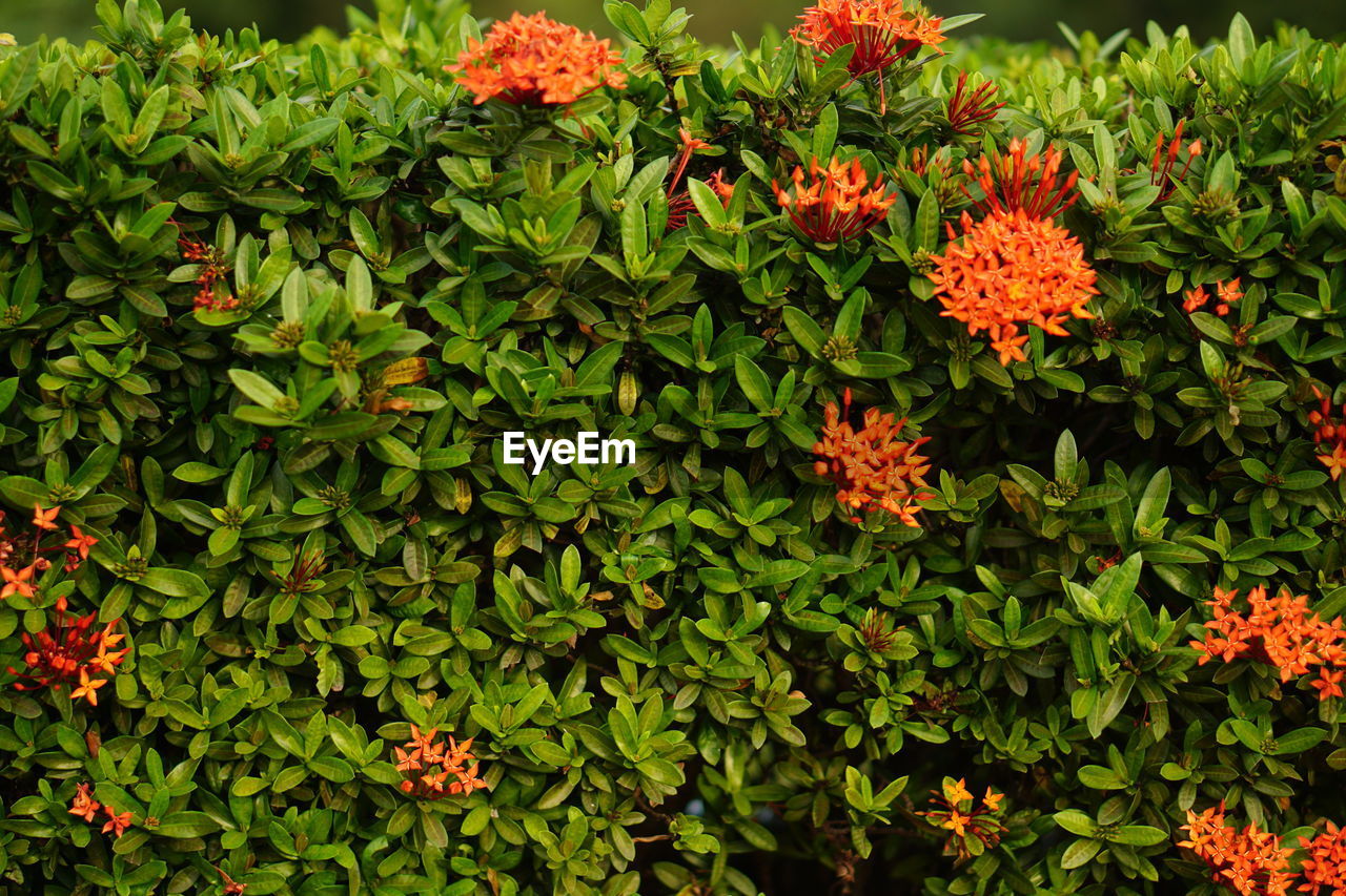 ORANGE FLOWERS BLOOMING IN PLANT