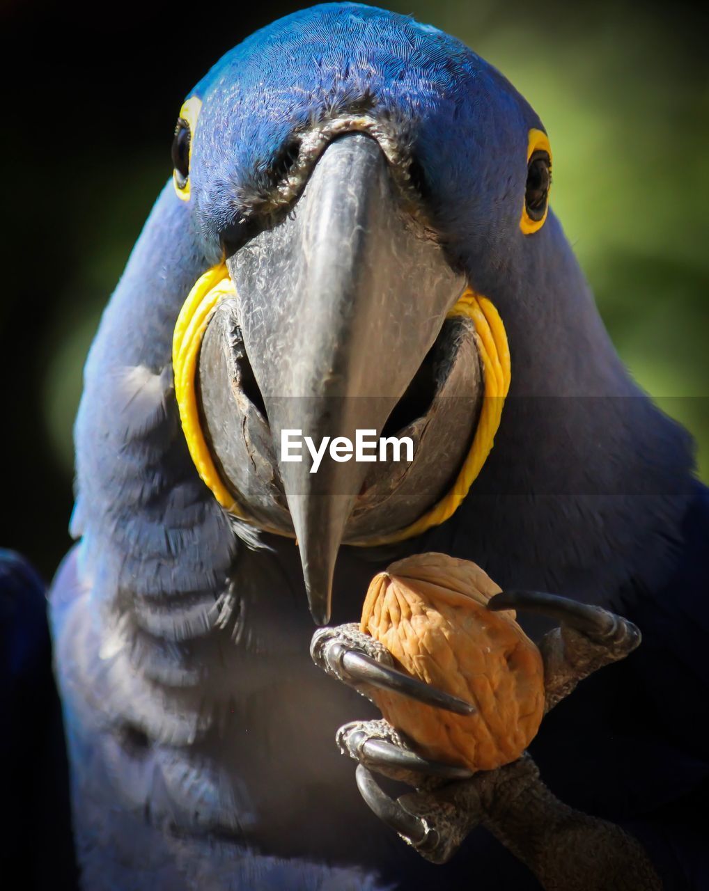 CLOSE-UP OF A BIRD EATING