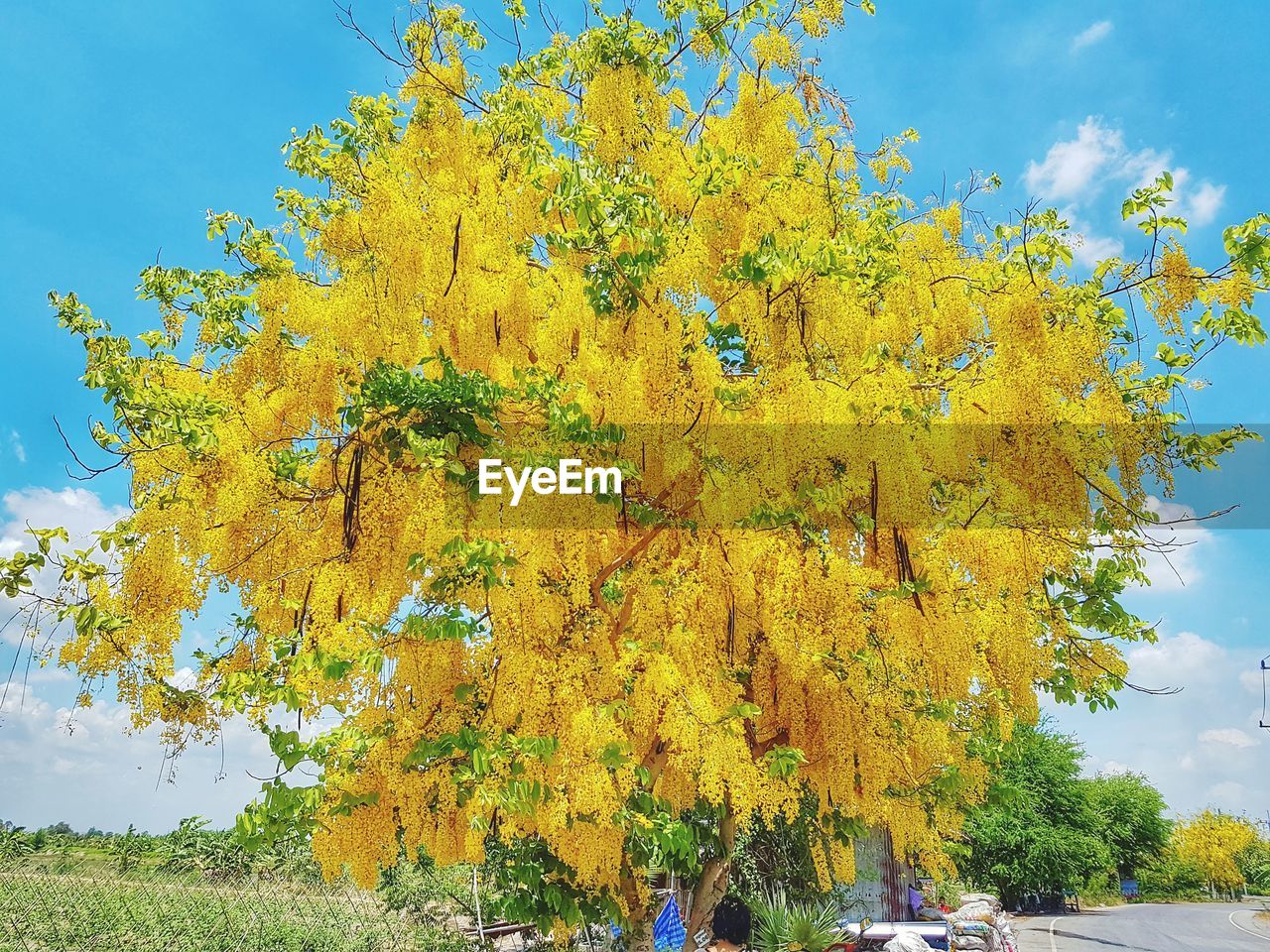 CLOSE-UP OF YELLOW FLOWER TREE