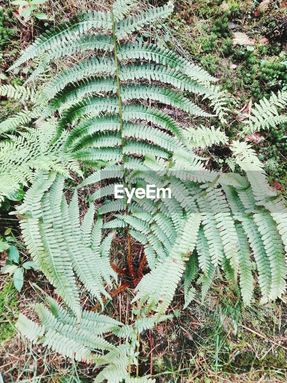 CLOSE-UP OF FERN PLANT