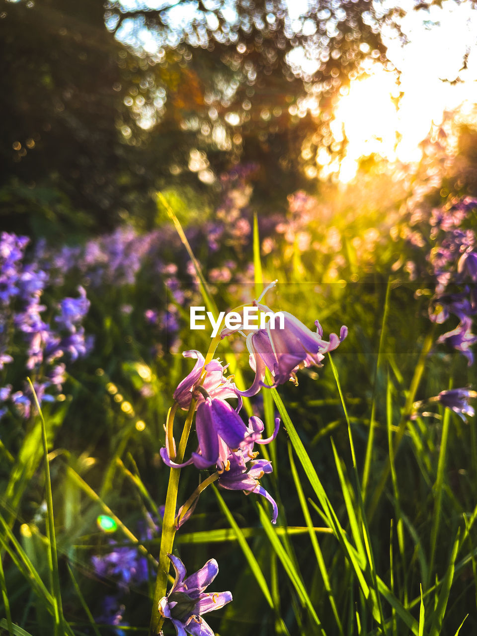 CLOSE-UP OF PURPLE FLOWERING PLANTS ON FIELD