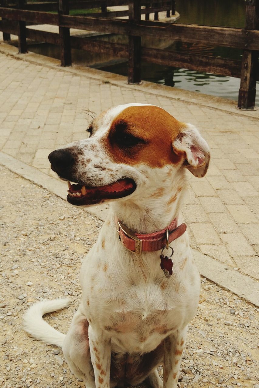 CLOSE-UP OF DOG WITH DOGS IN BACKGROUND