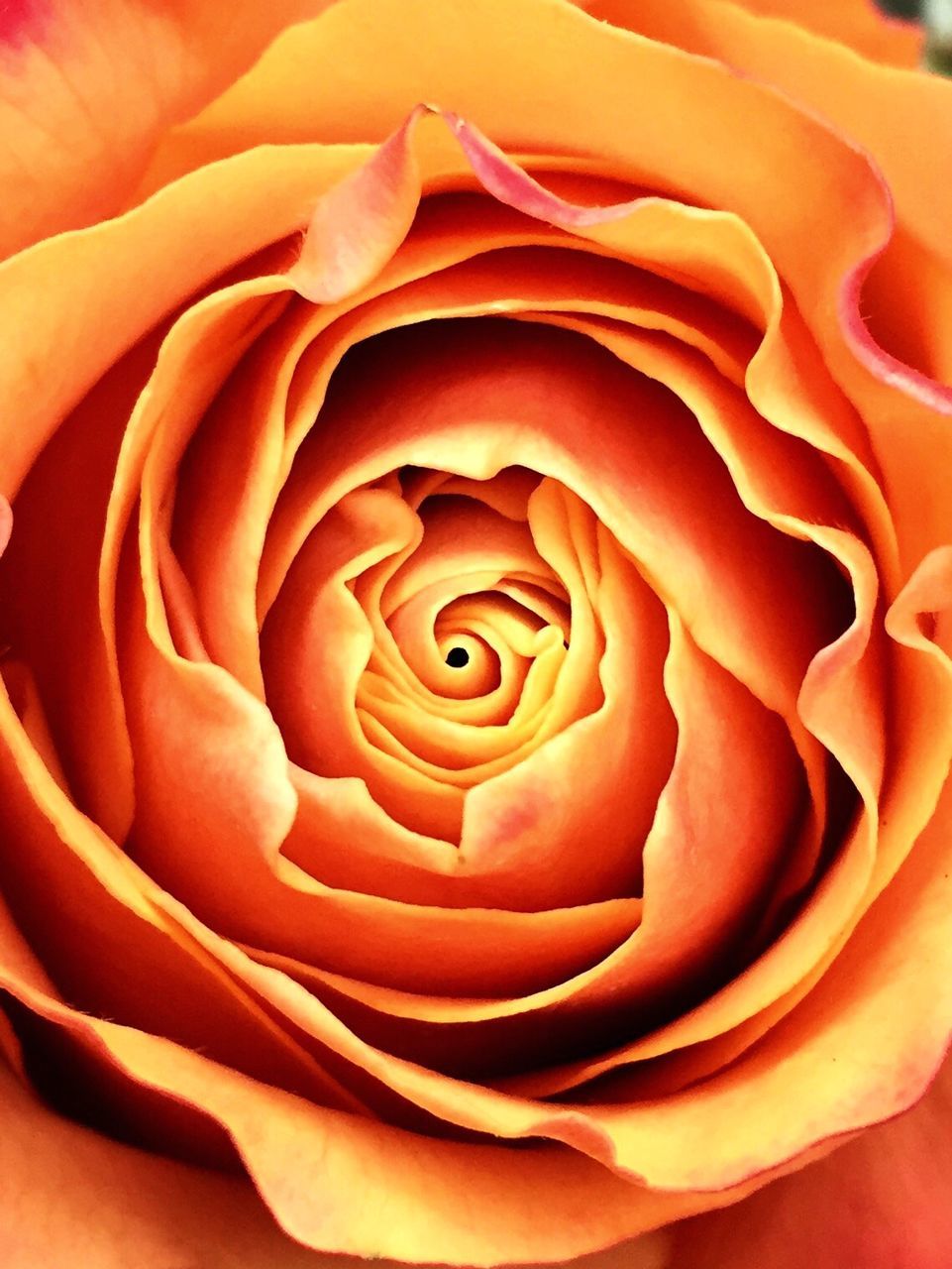 Macro shot of rose flower