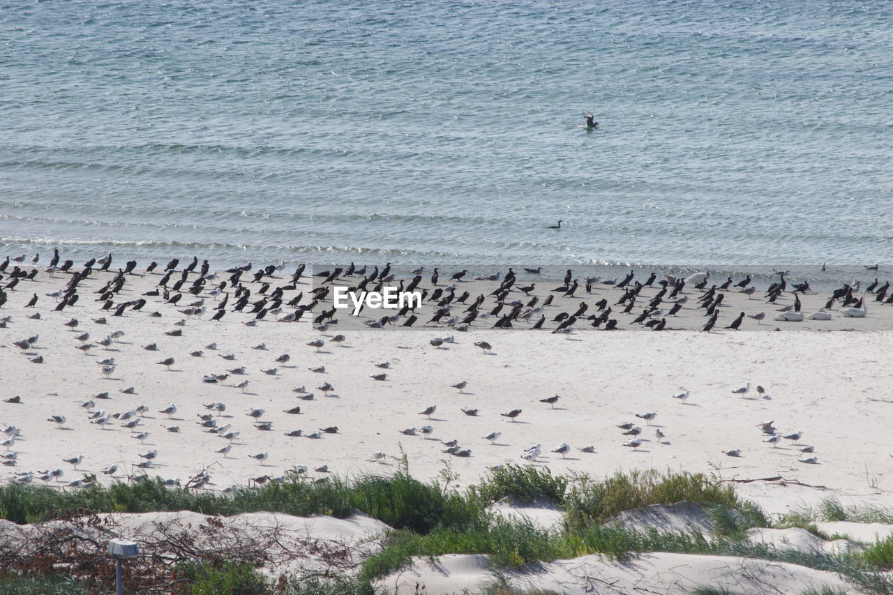 HIGH ANGLE VIEW OF BIRDS ON BEACH