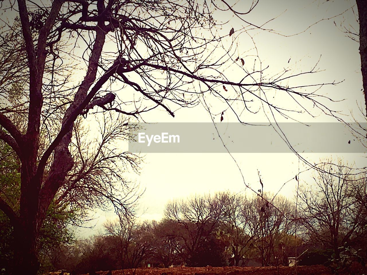 LOW ANGLE VIEW OF SILHOUETTE TREE AGAINST SKY