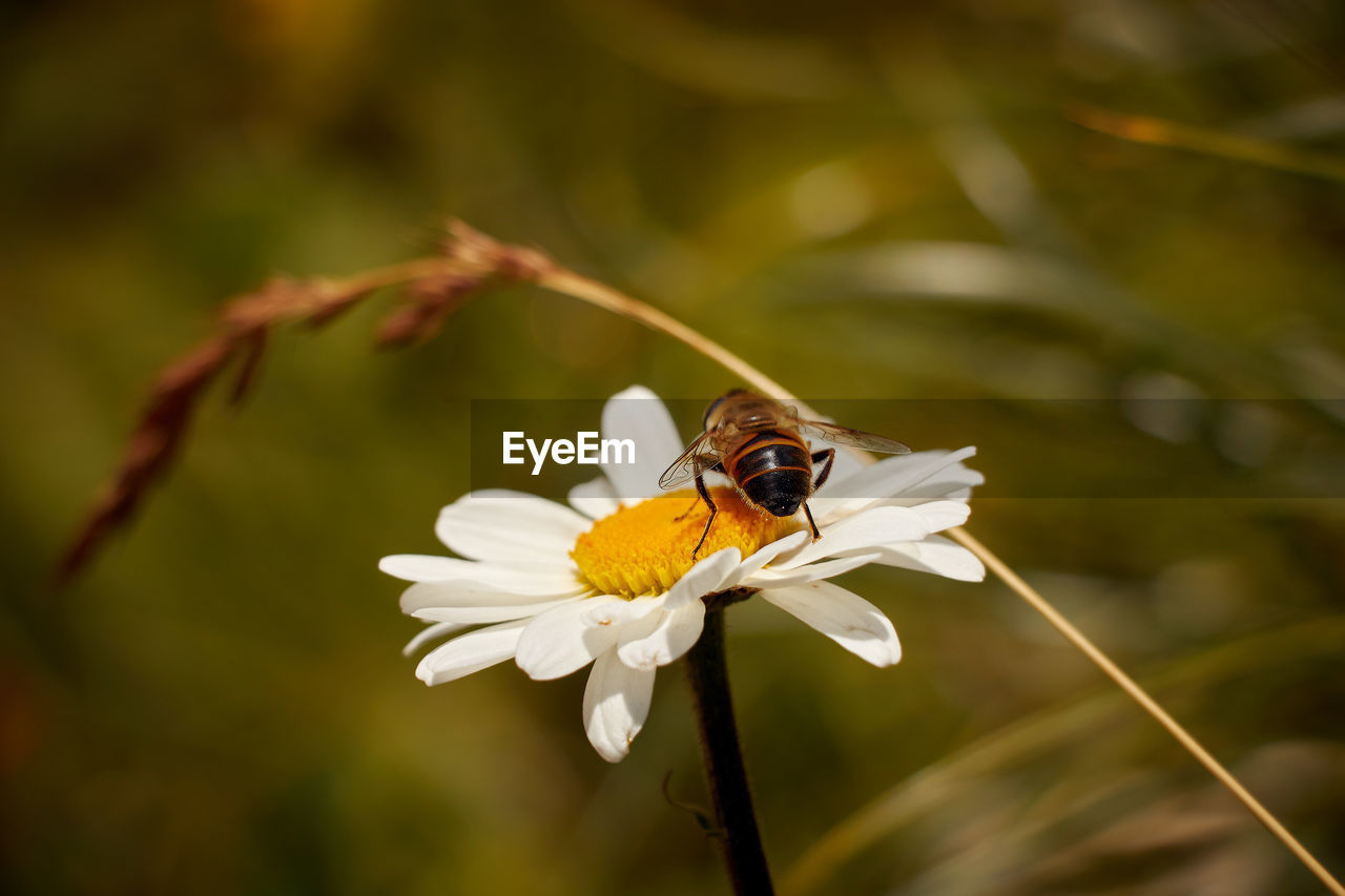 CLOSE-UP OF HONEY BEE ON FLOWER