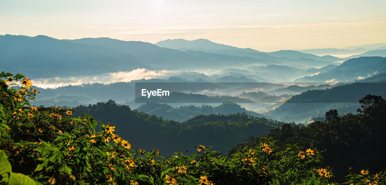  morning sun ray and winter fog at doi hua mae kham, mae salong nai, chiangrai, thailand