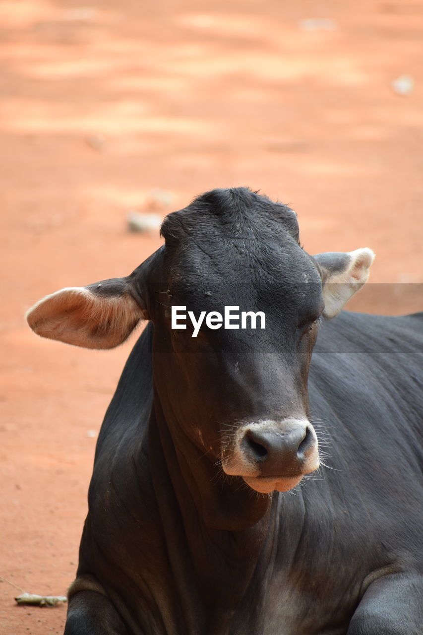 CLOSE-UP PORTRAIT OF COWS