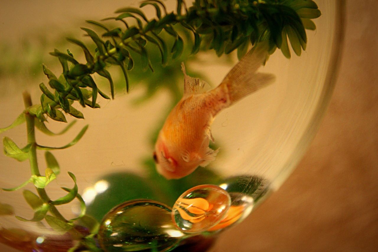 Close-up of goldfish in fishbowl