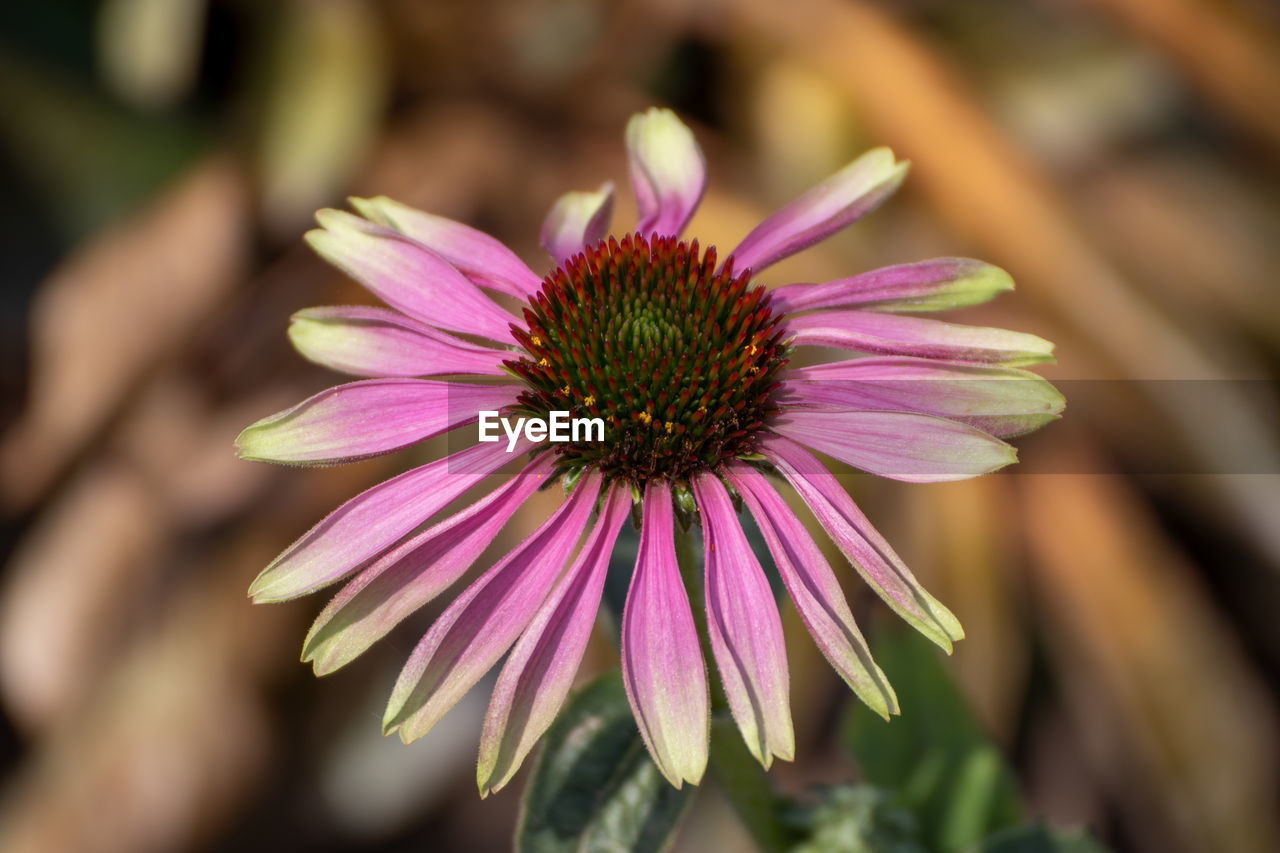 Close-up of purple flower