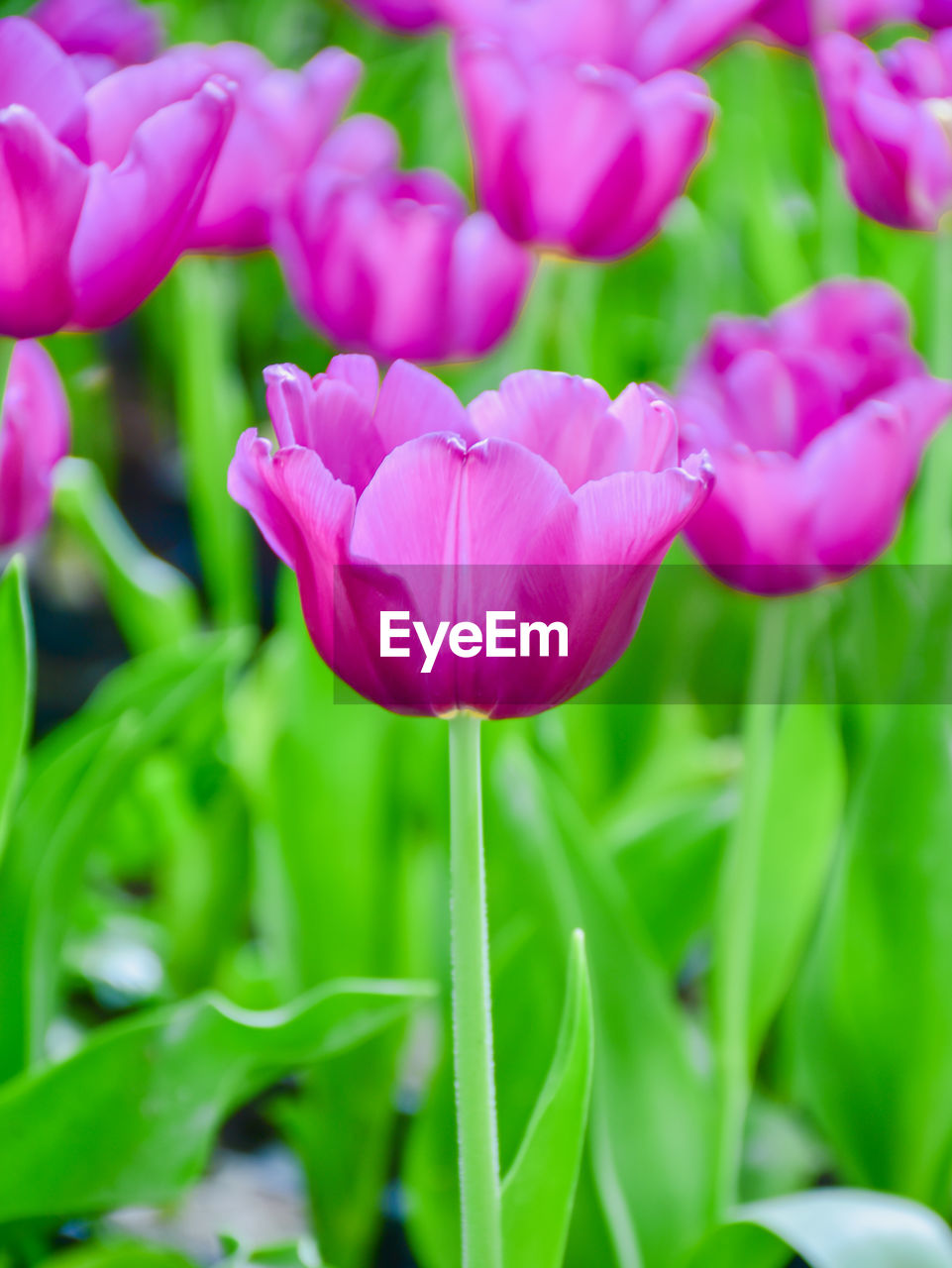 plant, flower, flowering plant, freshness, beauty in nature, pink, close-up, petal, nature, growth, tulip, fragility, flower head, plant part, leaf, green, inflorescence, no people, springtime, focus on foreground, outdoors, blossom, purple, selective focus, plant stem, vibrant color, day, flowerbed, magenta