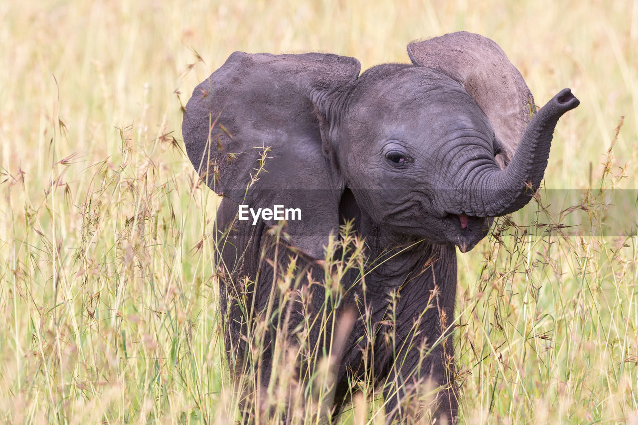 Close up of a elephant calf playing in the grass