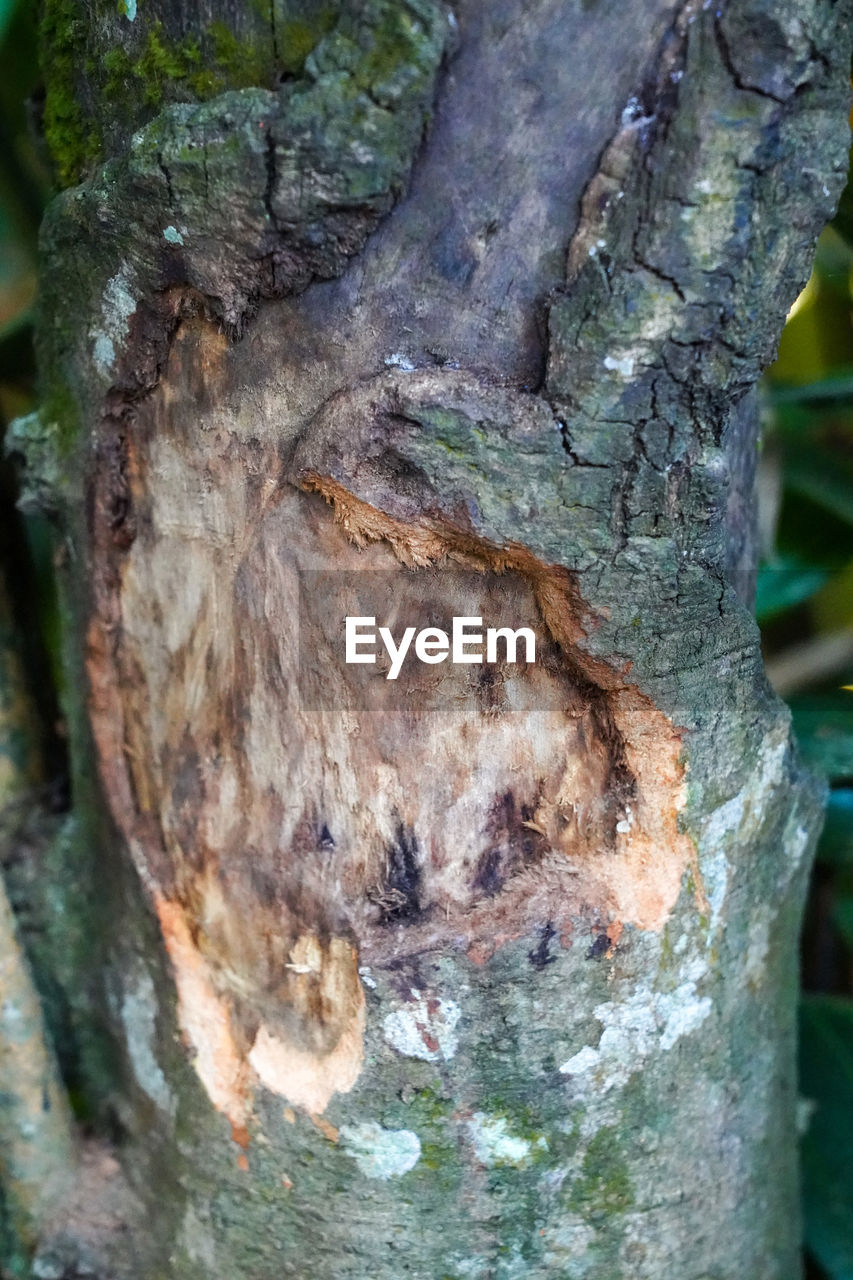 CLOSE-UP OF TREE TRUNK WITH PLANTS