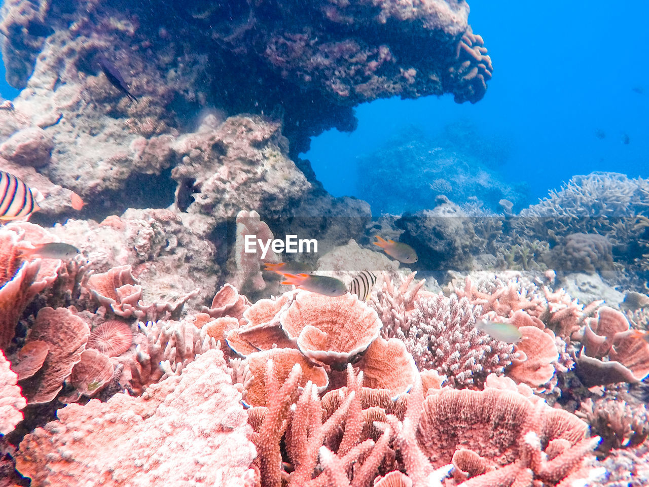 View of fish in sea