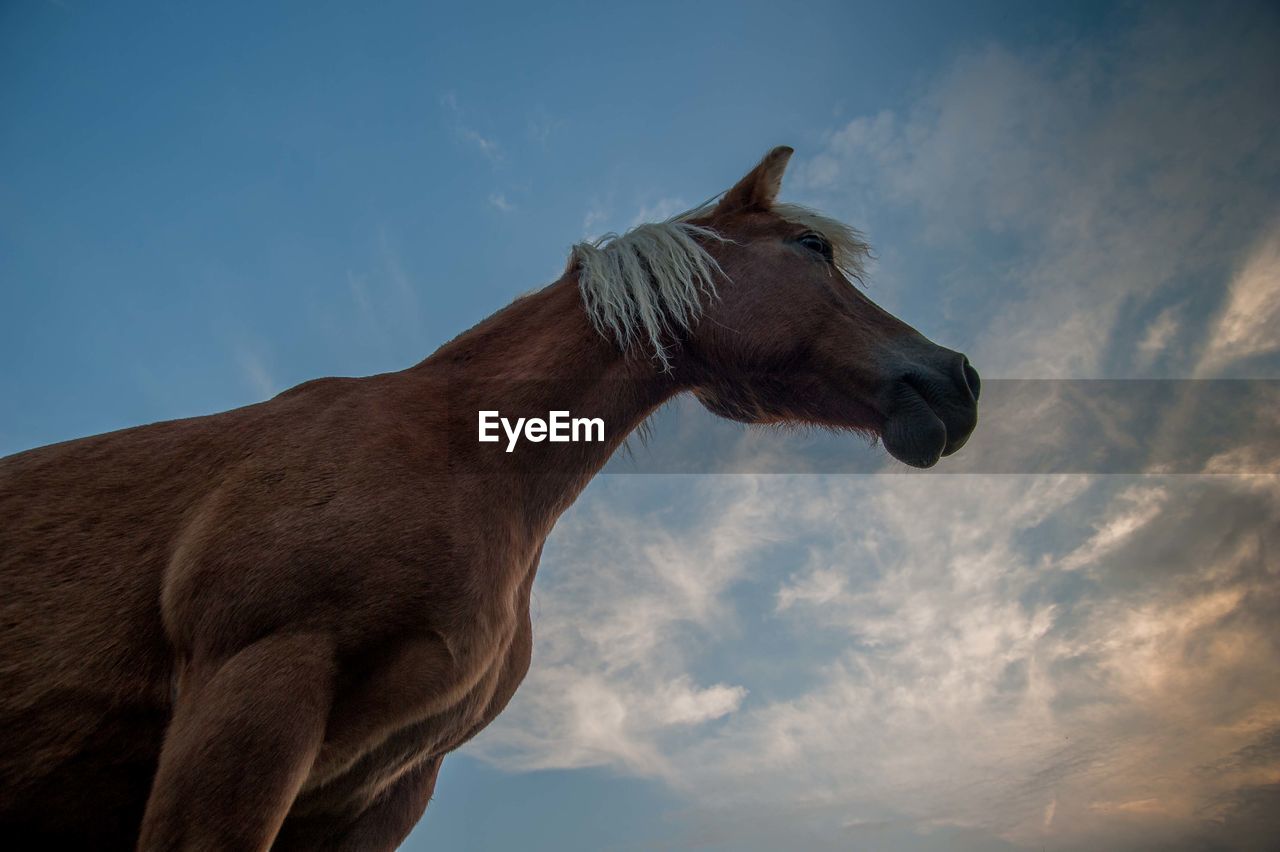 Low angle view of horse against sky