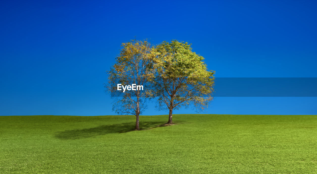 TREES ON FIELD AGAINST CLEAR BLUE SKY