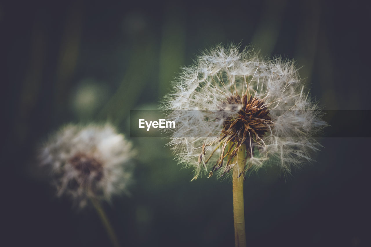 CLOSE-UP OF DANDELION AGAINST BLURRED BACKGROUND