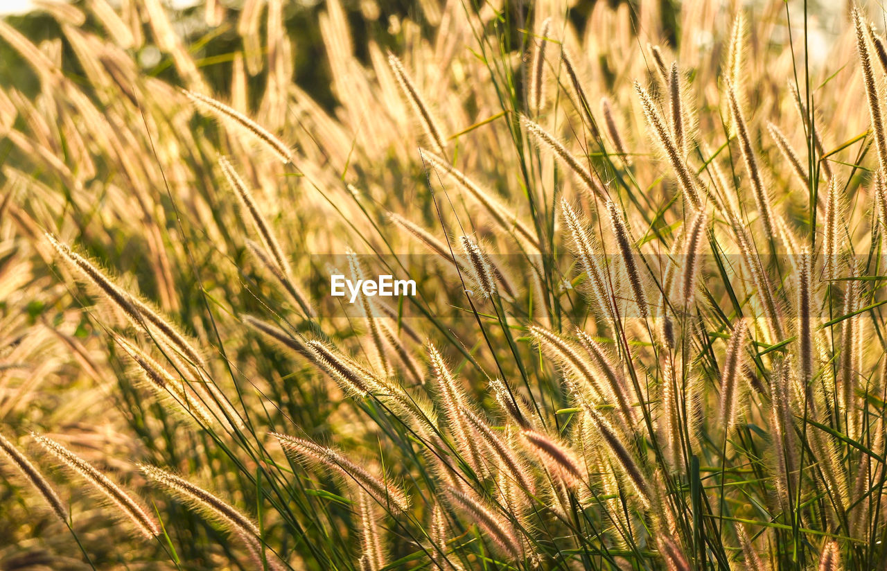 FULL FRAME SHOT OF WHEAT FIELD