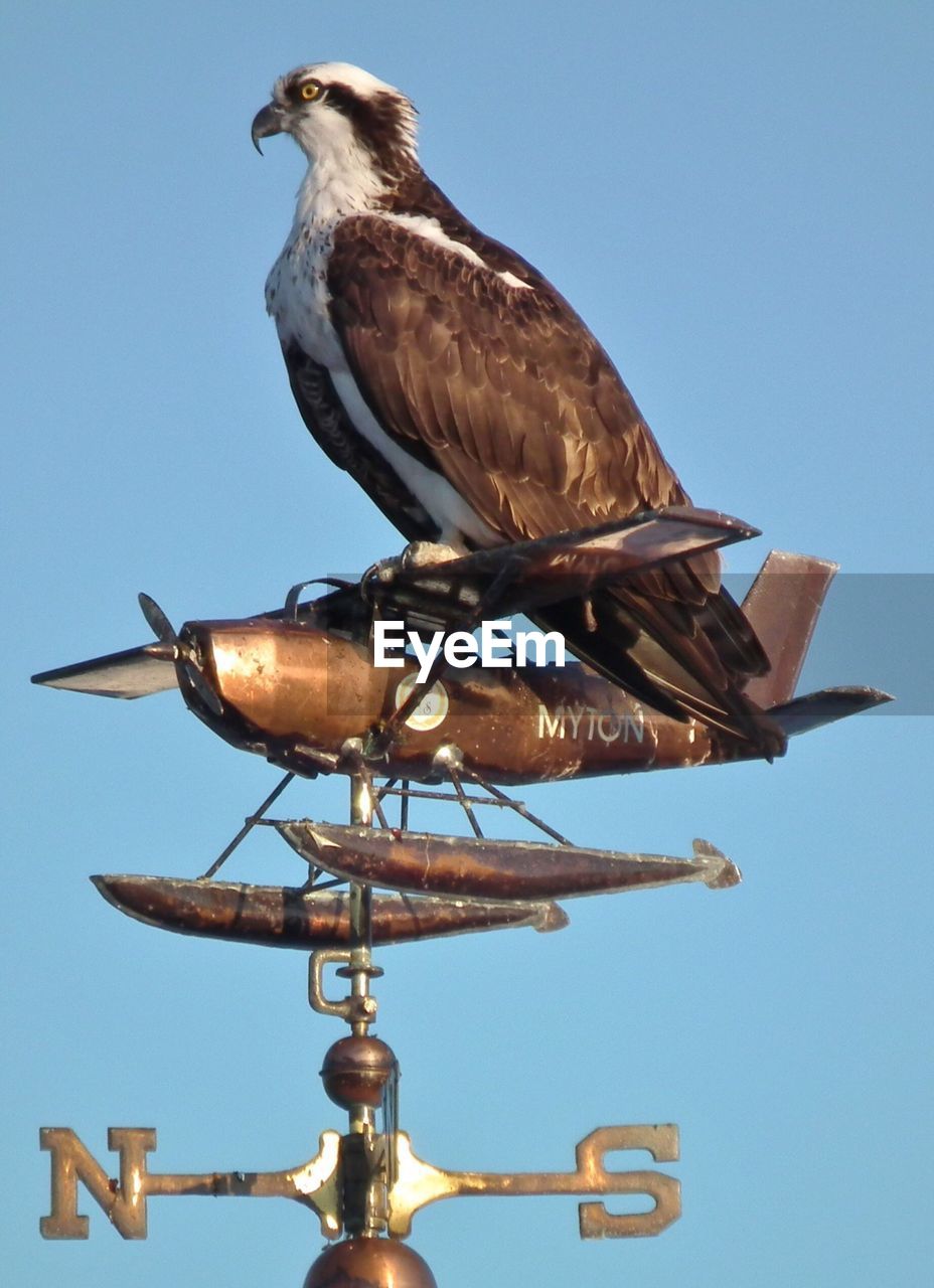 Low angle view of osprey perching on weather vane against clear sky
