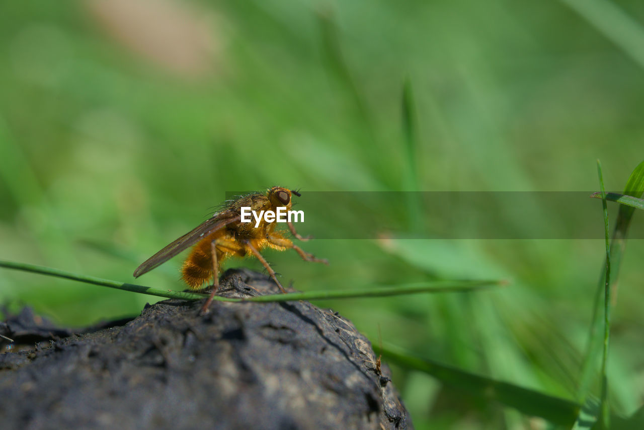 animal themes, animal wildlife, animal, wildlife, one animal, insect, nature, macro photography, plant, close-up, green, no people, outdoors, selective focus, animal wing, day, beauty in nature, grass, focus on foreground, environment, full length, flower, animal body part, perching, tree, macro