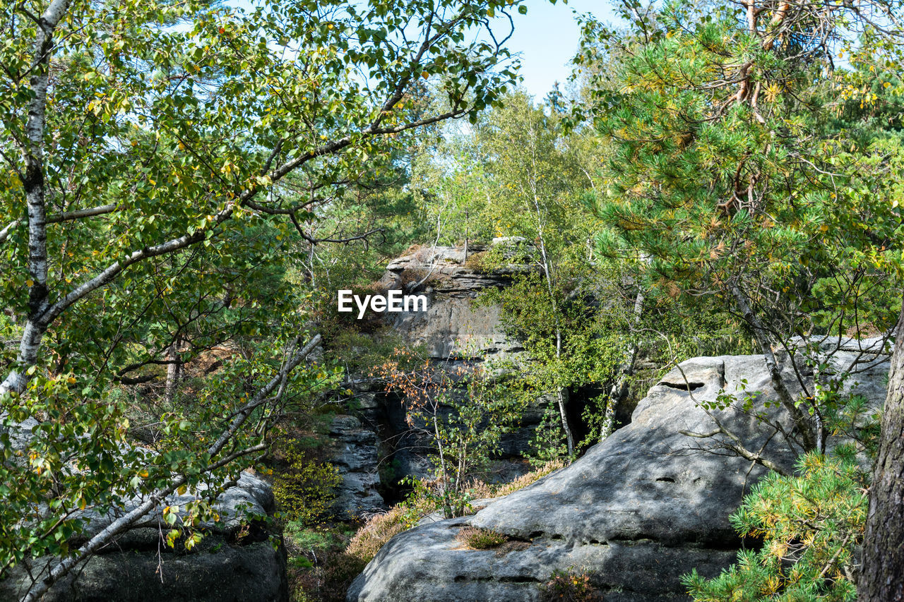 TREES AND PLANTS IN FOREST