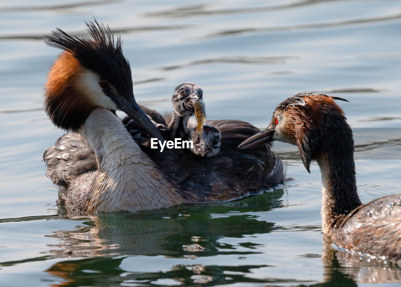 BIRDS IN LAKE