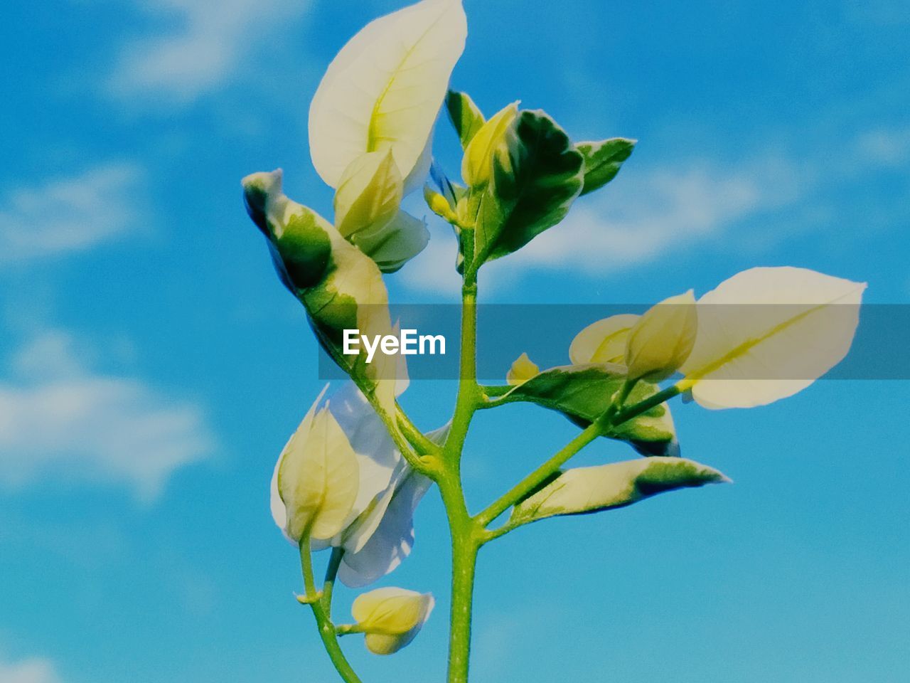 Low angle view of flowering plant against blue sky