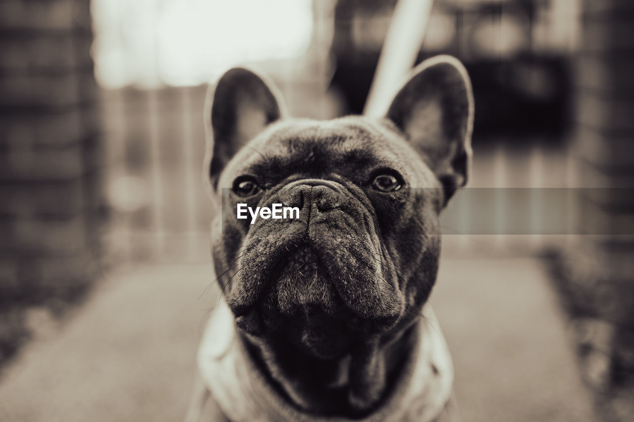 CLOSE-UP OF DOG AT PARK