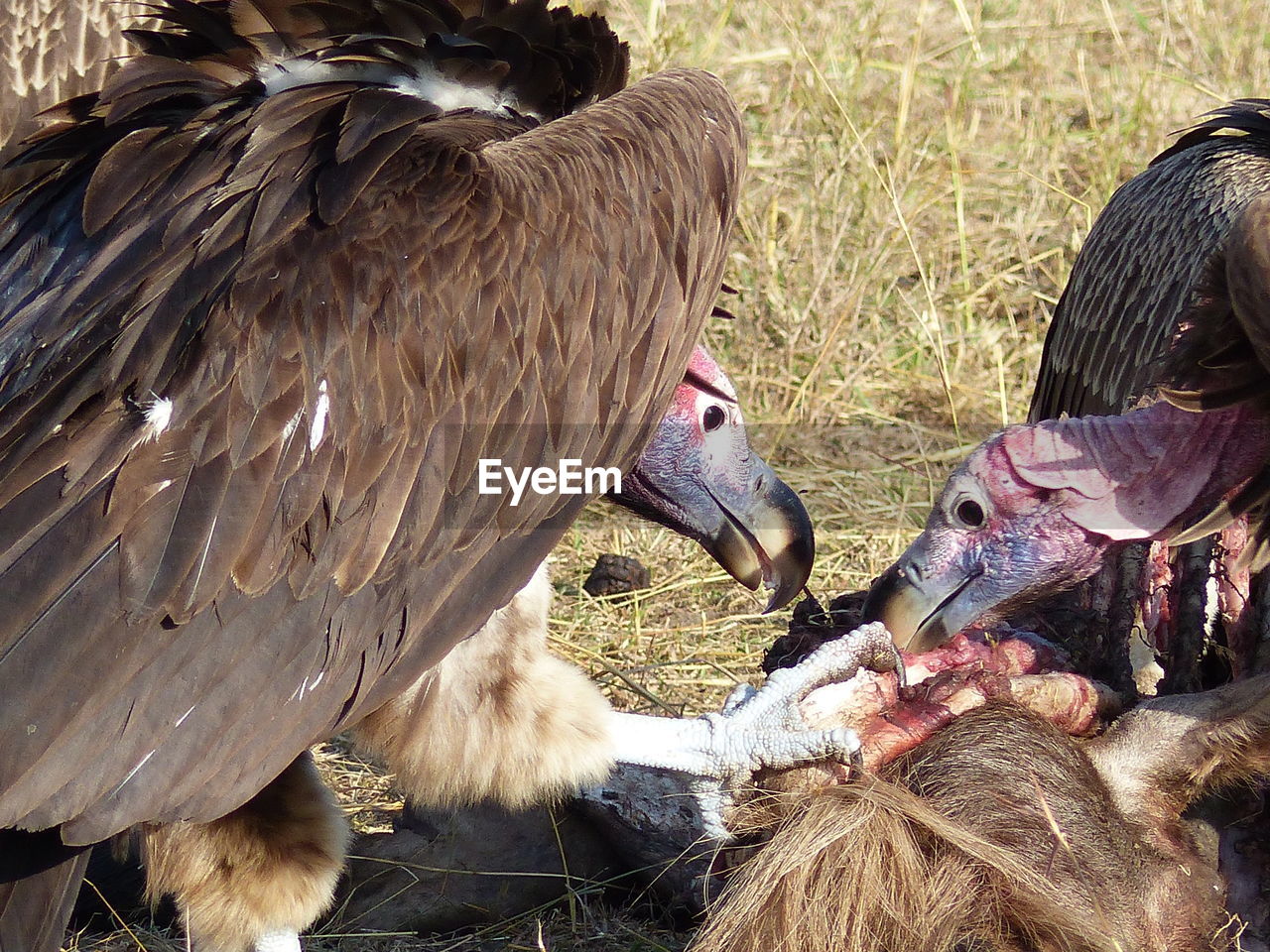 Close-up of vultures eating dead animal
