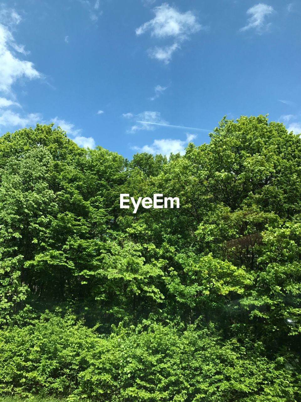 Low angle view of trees against sky